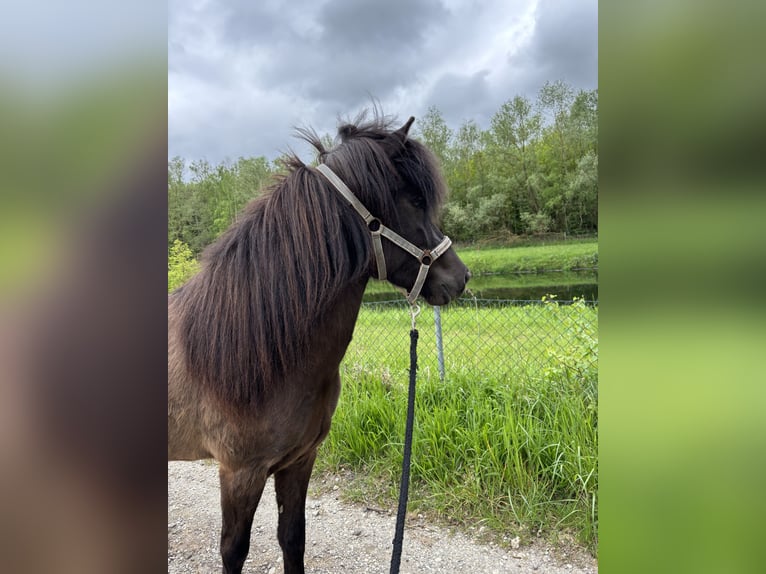 Icelandic Horse Mare 5 years 13,1 hh Smoky-Black in Kumhausen