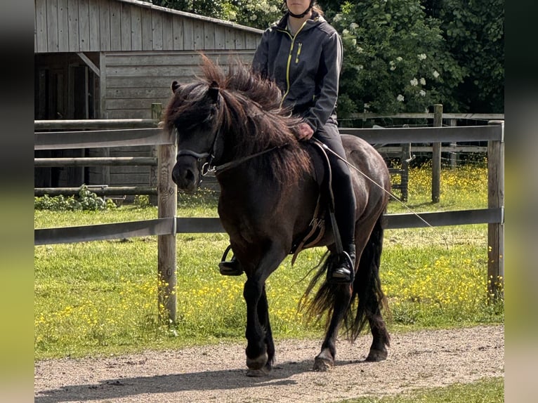 Icelandic Horse Mare 5 years 13.2 hh Black in LüdinghausenLüdinghausen