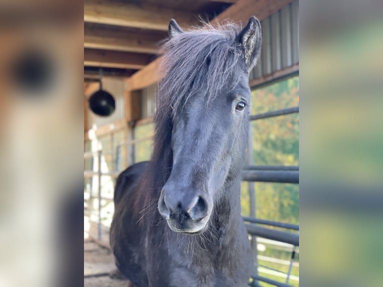 Icelandic Horse Mare 5 years 13,2 hh Black in Kumhausen