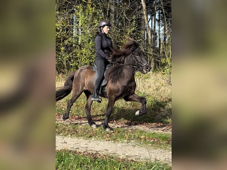 Icelandic Horse Mare 5 years 13,2 hh Black in Kumhausen