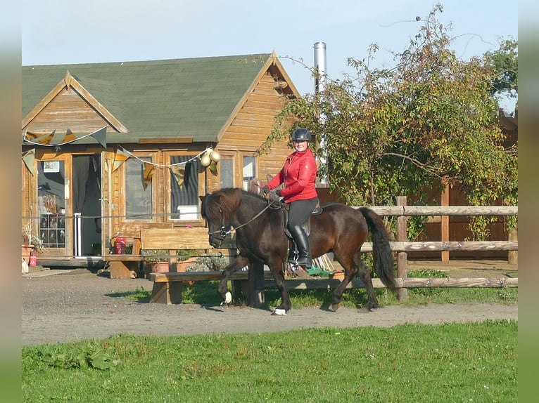 Icelandic Horse Mare 5 years 13,2 hh Black in Euskirchen