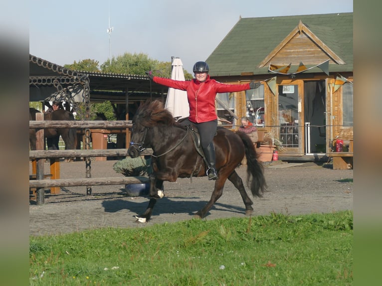 Icelandic Horse Mare 5 years 13,2 hh Black in Euskirchen