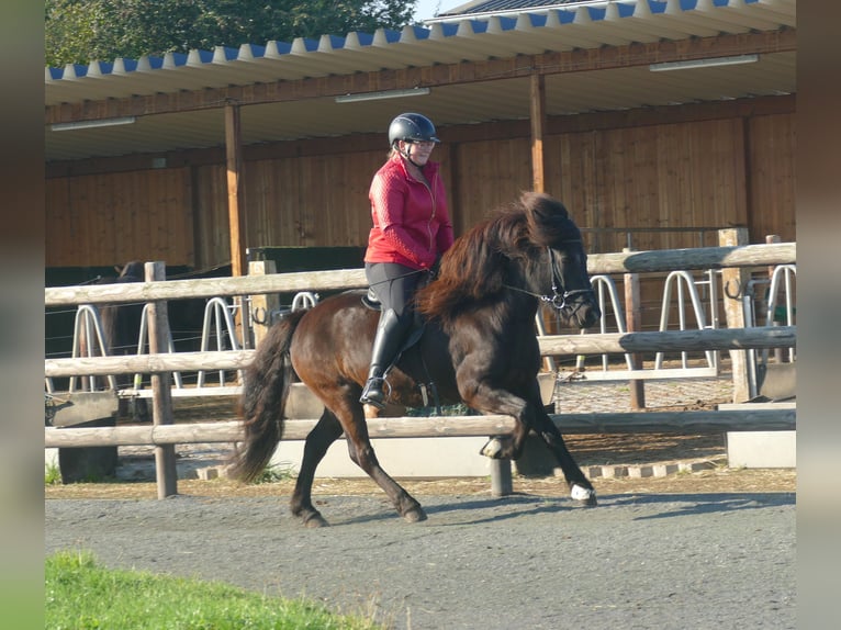 Icelandic Horse Mare 5 years 13,2 hh Black in Euskirchen