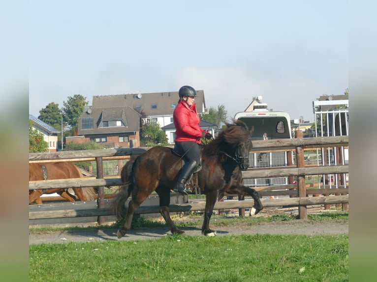 Icelandic Horse Mare 5 years 13,2 hh Black in Euskirchen