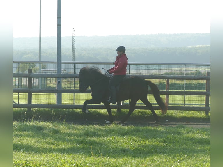 Icelandic Horse Mare 5 years 13,2 hh Black in Euskirchen
