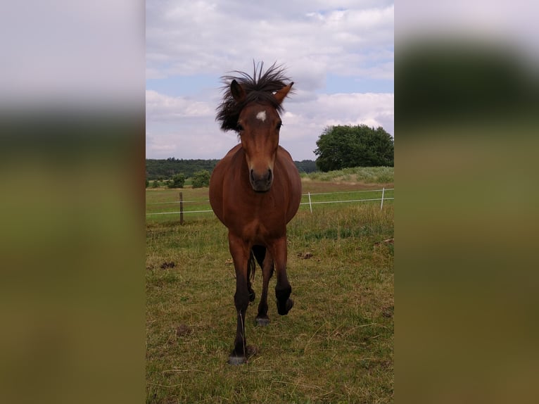 Icelandic Horse Mare 5 years 13,2 hh Brown in Hosenfeld