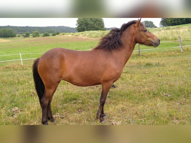 Icelandic Horse Mare 5 years 13,2 hh Brown in Hosenfeld