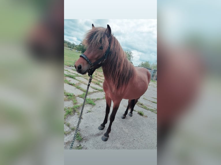 Icelandic Horse Mare 5 Years 13,2 Hh Brown In Hennstedt