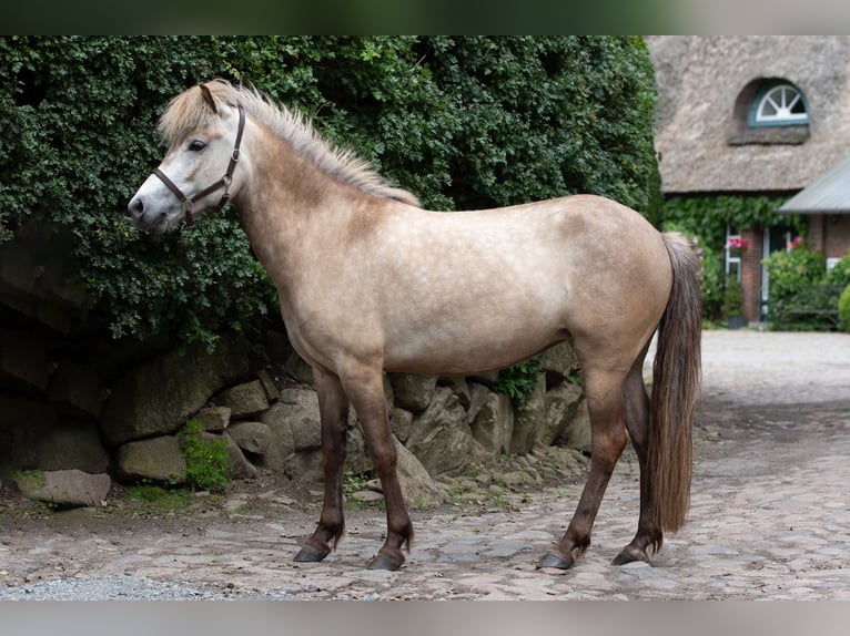 Icelandic Horse Mare 5 years 13,2 hh Buckskin in Kiel