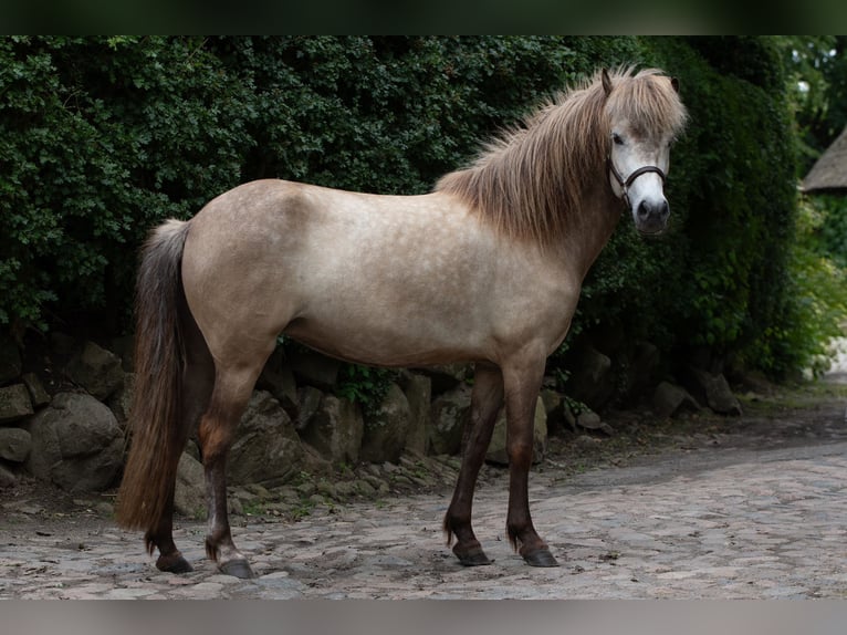 Icelandic Horse Mare 5 years 13,2 hh Buckskin in Kiel