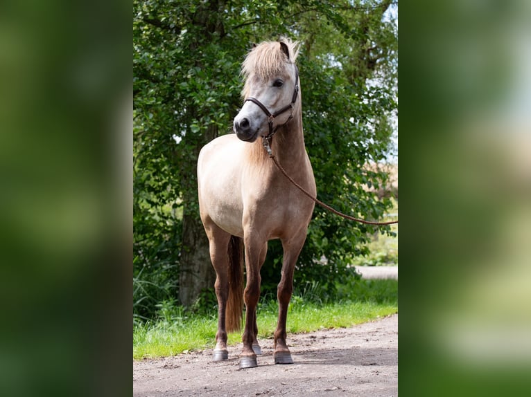 Icelandic Horse Mare 5 years 13,2 hh Buckskin in Kiel