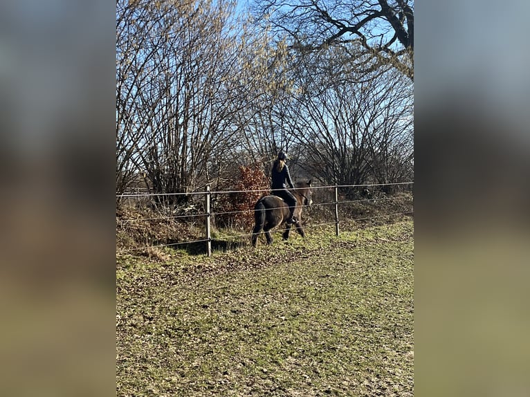 Icelandic Horse Mare 5 years 13.2 hh Buckskin in Tremsbüttel