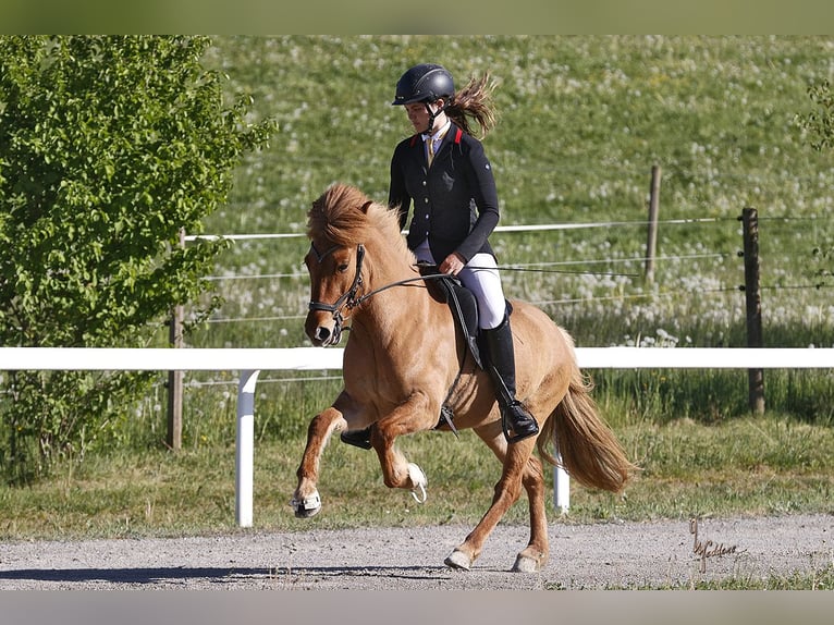 Icelandic Horse Mare 5 years 13.2 hh Dun in Fronreute