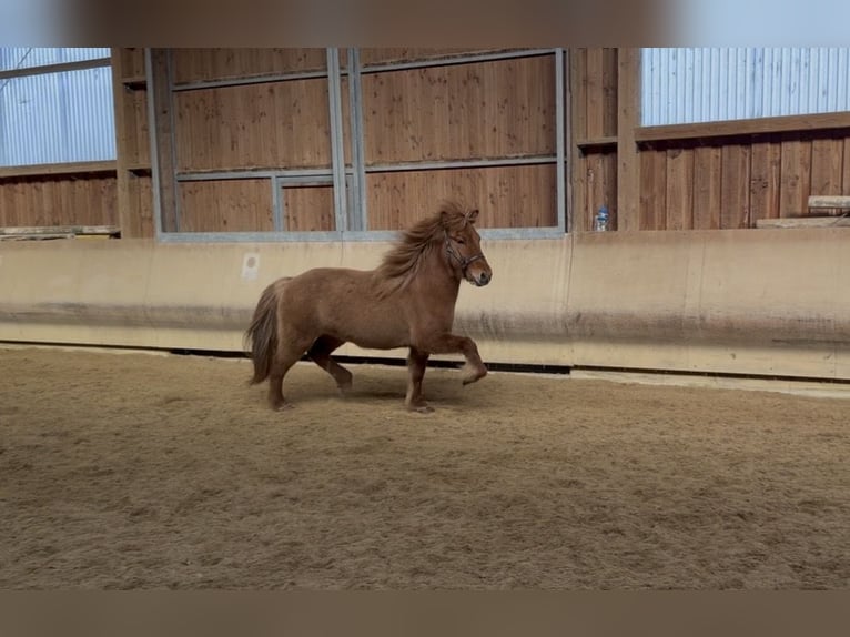 Icelandic Horse Mare 5 years 13.2 hh Dun in Fronreute