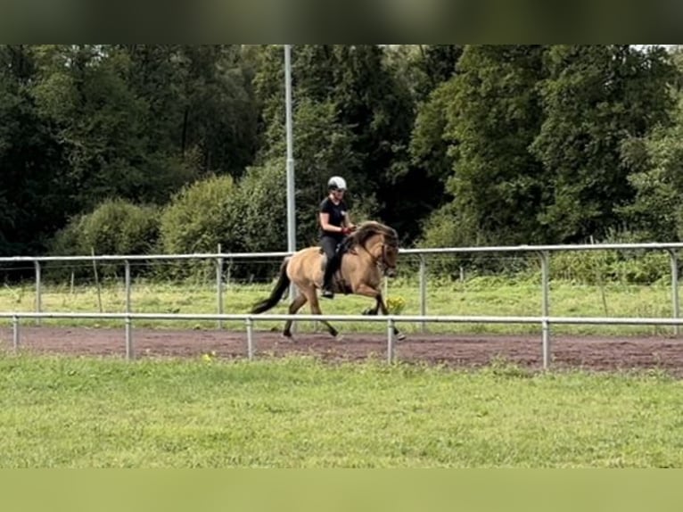 Icelandic Horse Mare 5 years 13.2 hh Dun in Soltau