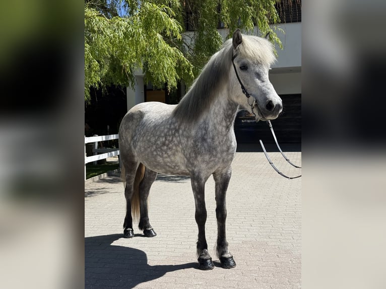 Icelandic Horse Mare 5 years 13.2 hh Grey in Lochen am See