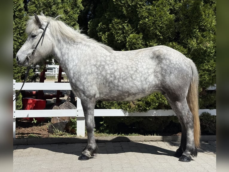 Icelandic Horse Mare 5 years 13.2 hh Grey in Lochen am See
