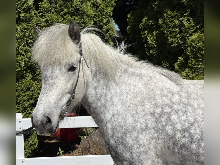 Icelandic Horse Mare 5 years 13.2 hh Grey in Lochen am See