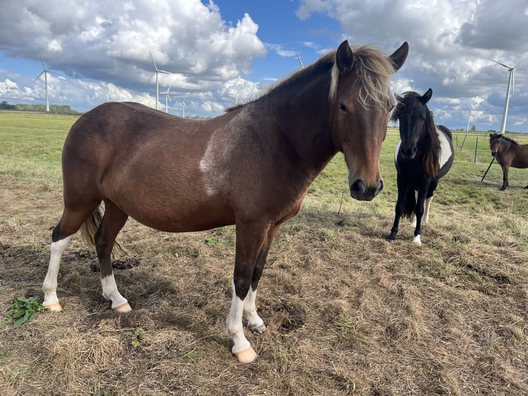 Icelandic Horse Mare 5 years 13.2 hh Grey in Koberg