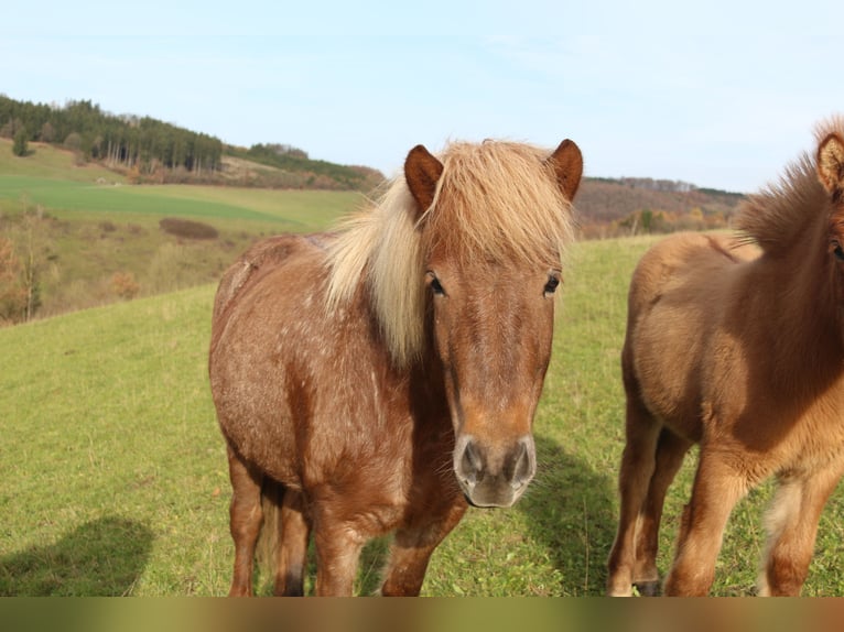 Icelandic Horse Mare 5 years 13.2 hh Roan-Red in Lennestadt