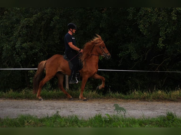 Icelandic Horse Mare 5 years 13,2 hh Sorrel in Stimpfach