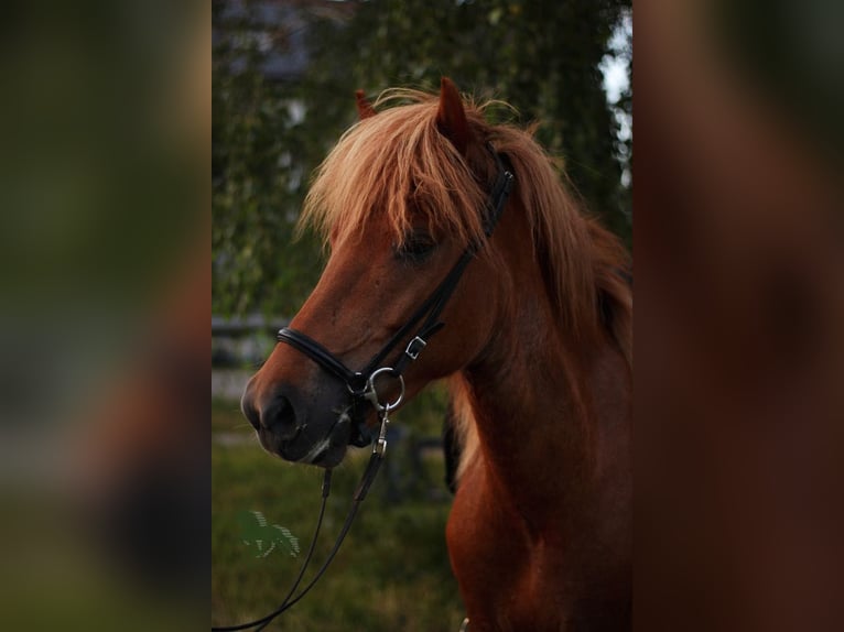 Icelandic Horse Mare 5 years 13,2 hh Sorrel in Stimpfach