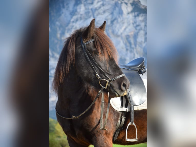 Icelandic Horse Mare 5 years 13,3 hh Black in Altmünster