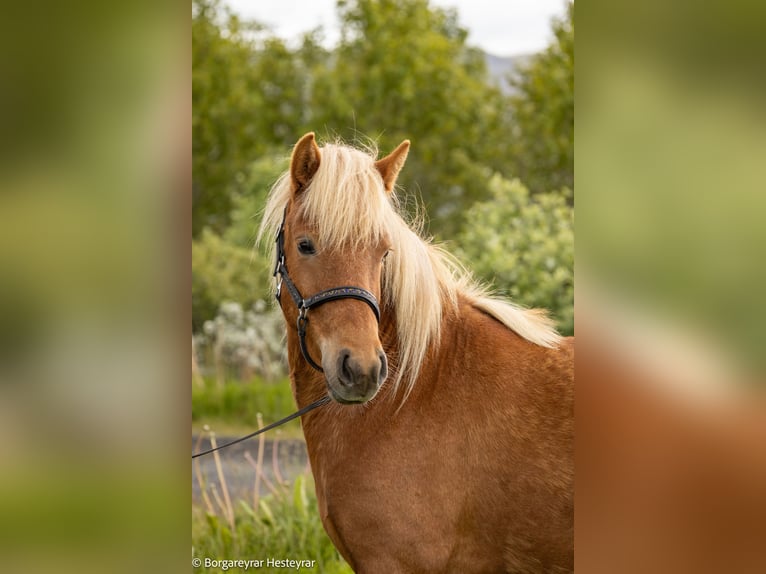 Icelandic Horse Mare 5 years 13.3 hh Chestnut in Hvolsvöllur