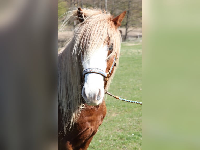 Icelandic Horse Mare 5 years 13.3 hh Chestnut-Red in Wetzlar
