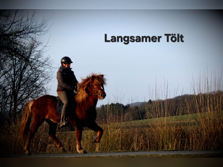 Icelandic Horse Mare 5 years 13,3 hh Chestnut-Red in Lemgo