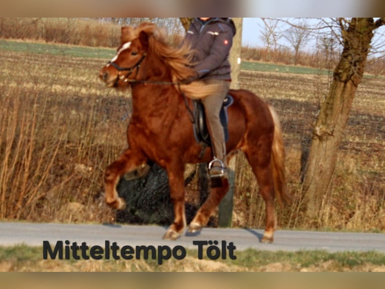 Icelandic Horse Mare 5 years 13,3 hh Chestnut-Red in Lemgo