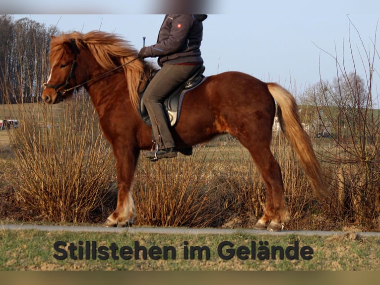 Icelandic Horse Mare 5 years 13,3 hh Chestnut-Red in Lemgo