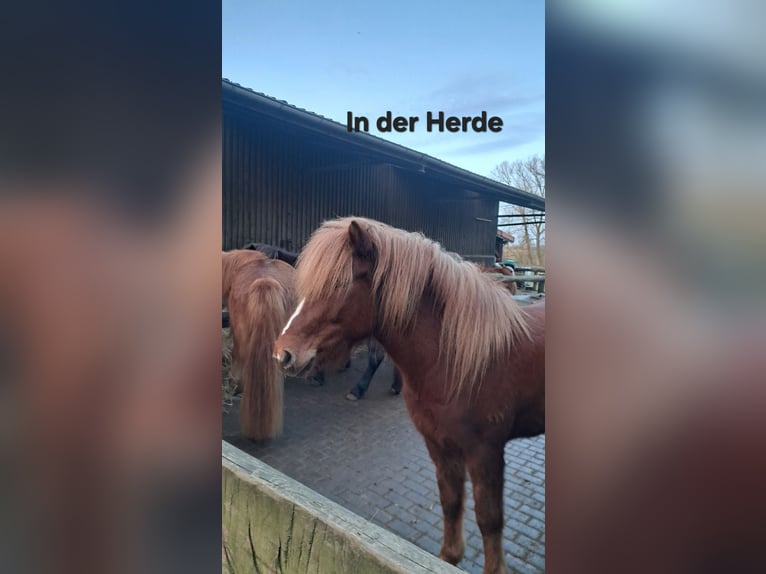 Icelandic Horse Mare 5 years 13,3 hh Chestnut-Red in Lemgo