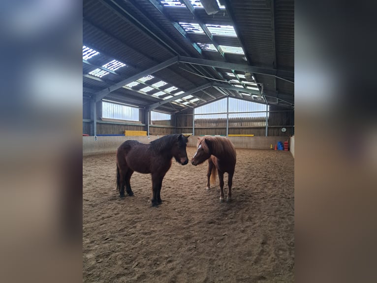 Icelandic Horse Mare 5 years 13,3 hh Chestnut-Red in Lemgo