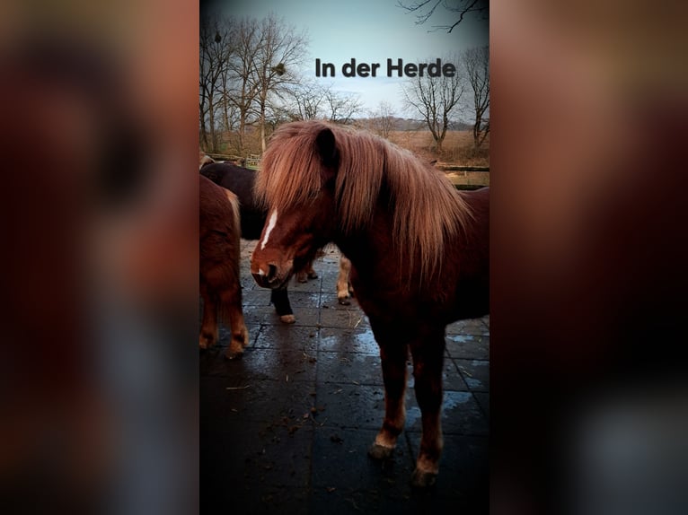 Icelandic Horse Mare 5 years 13,3 hh Chestnut-Red in Lemgo