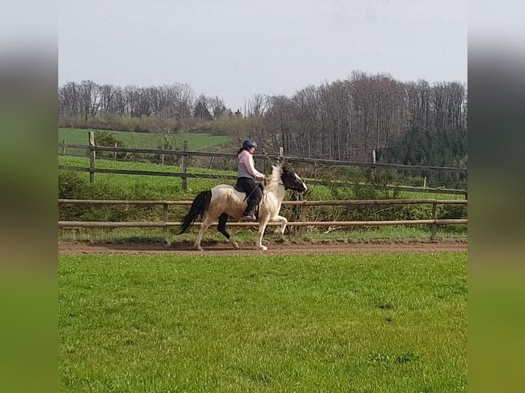 Icelandic Horse Mare 5 years 13,3 hh Pinto in Bergneustadt