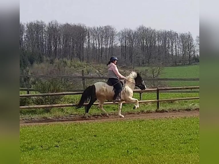 Icelandic Horse Mare 5 years 13,3 hh Pinto in Bergneustadt