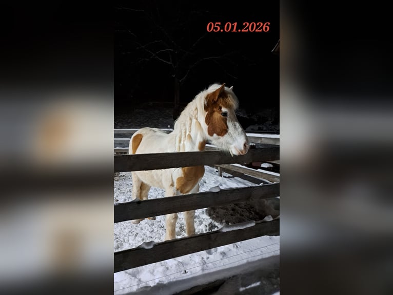 Icelandic Horse Mare 5 years 13.3 hh Pinto in Oberzent