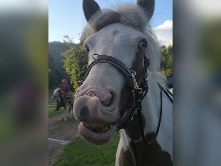 Icelandic Horse Mare 5 years 13.3 hh Pinto in Oberzent