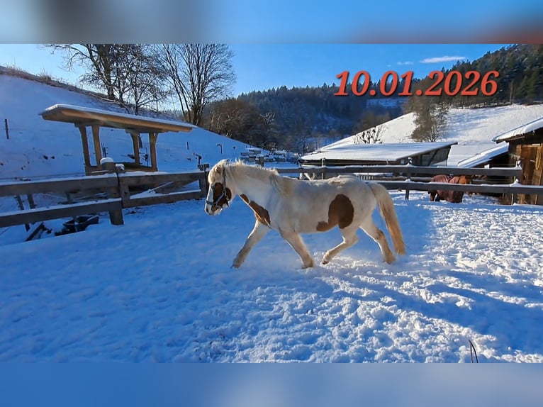 Icelandic Horse Mare 5 years 13.3 hh Pinto in Oberzent