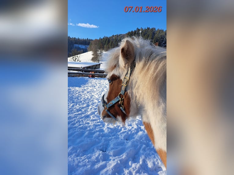 Icelandic Horse Mare 5 years 13.3 hh Pinto in Oberzent