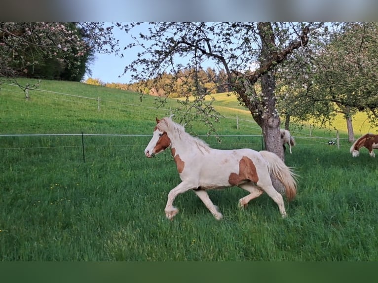 Icelandic Horse Mare 5 years 13.3 hh Pinto in Oberzent