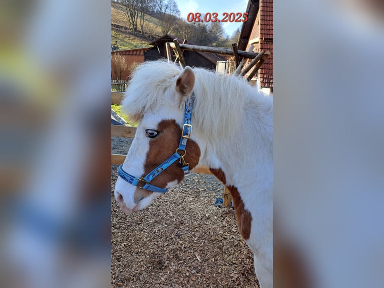 Icelandic Horse Mare 5 years 13.3 hh Pinto in Oberzent