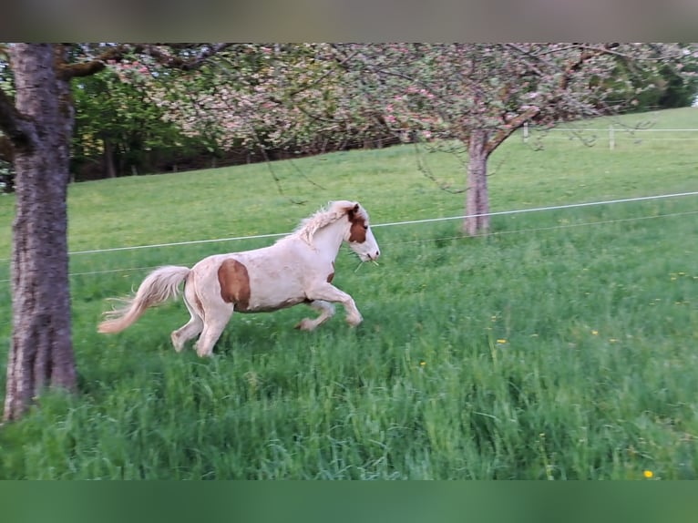 Icelandic Horse Mare 5 years 13.3 hh Pinto in Oberzent