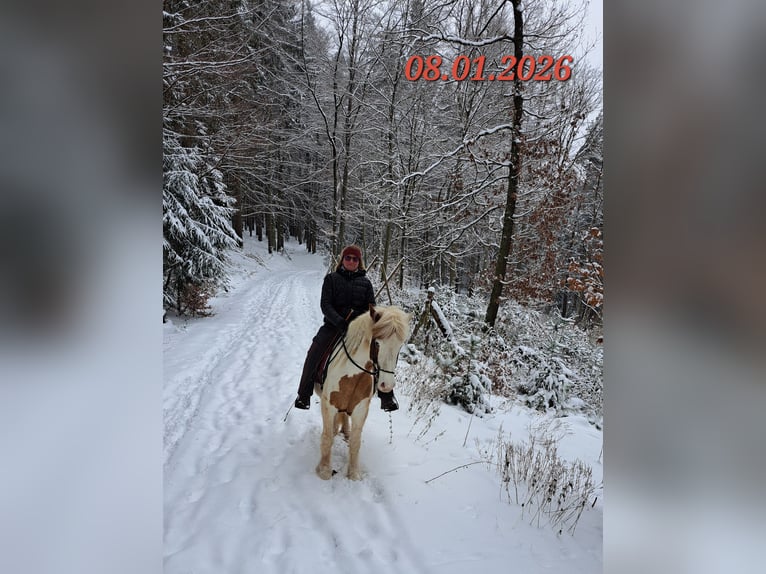 Icelandic Horse Mare 5 years 13.3 hh Pinto in Oberzent