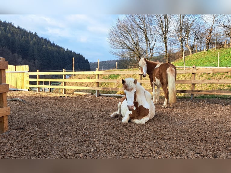 Icelandic Horse Mare 5 years 13.3 hh Pinto in Oberzent