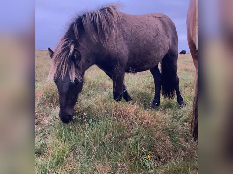 Icelandic Horse Mare 5 years 13 hh Black in Hella