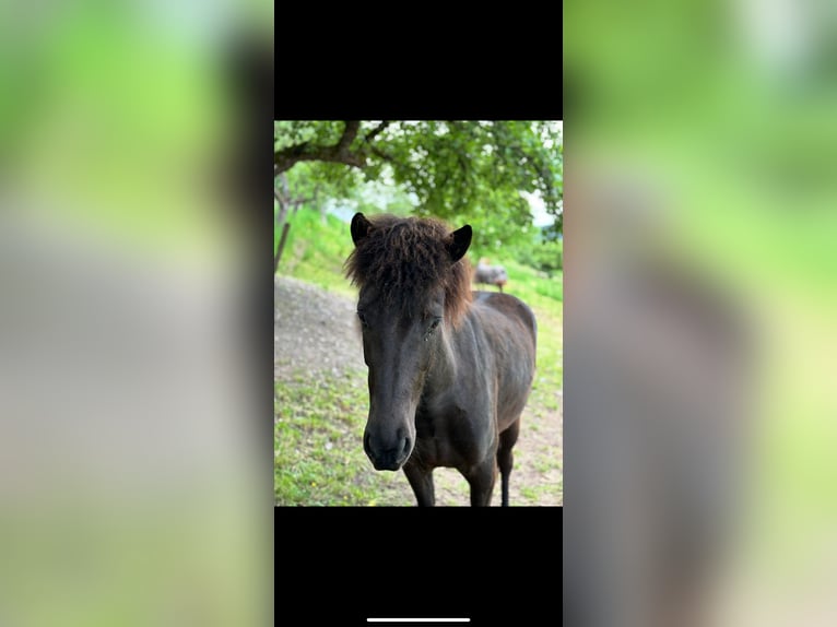 Icelandic Horse Mare 5 years 13 hh Black in Oberstenfeld