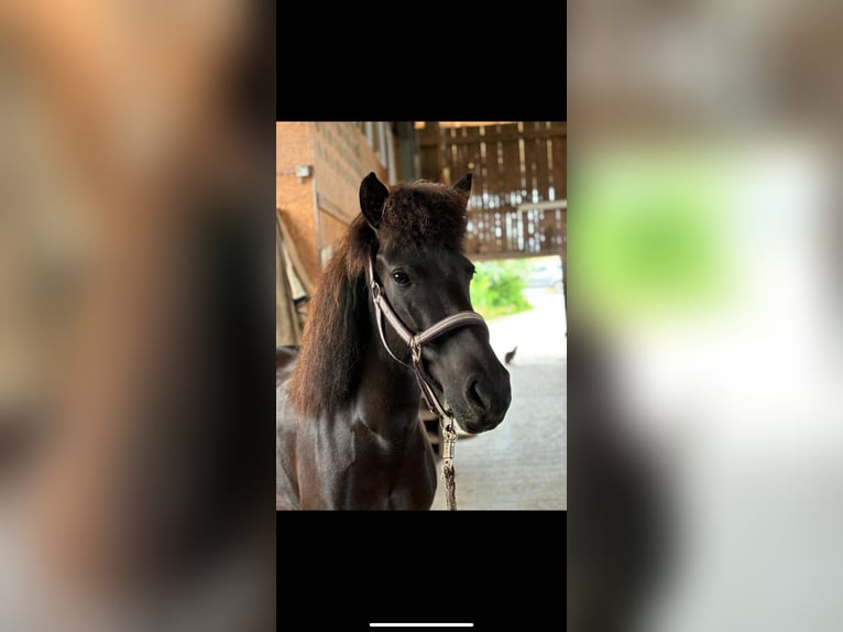 Icelandic Horse Mare 5 years 13 hh Black in Oberstenfeld