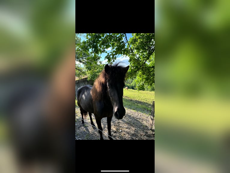 Icelandic Horse Mare 5 years 13 hh Black in Oberstenfeld